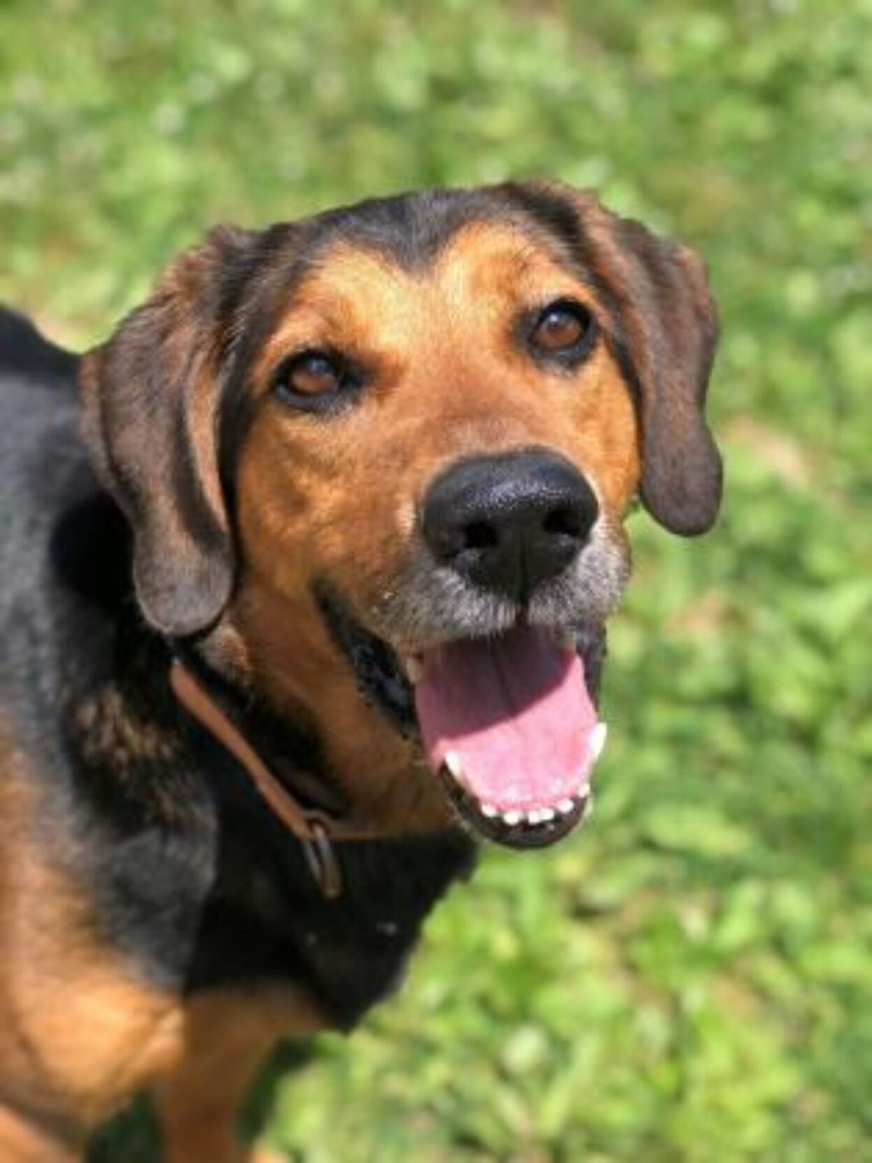 2020-10-23 SPCA Pet of the Week 2.jpg